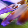 特殊フィルターと花
