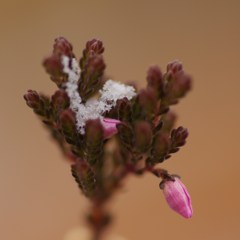 雪の庭先にてⅡ