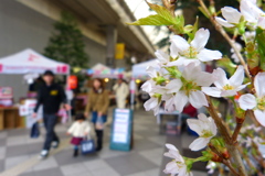 啓翁桜の咲く街角