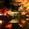 日本　秋の庭