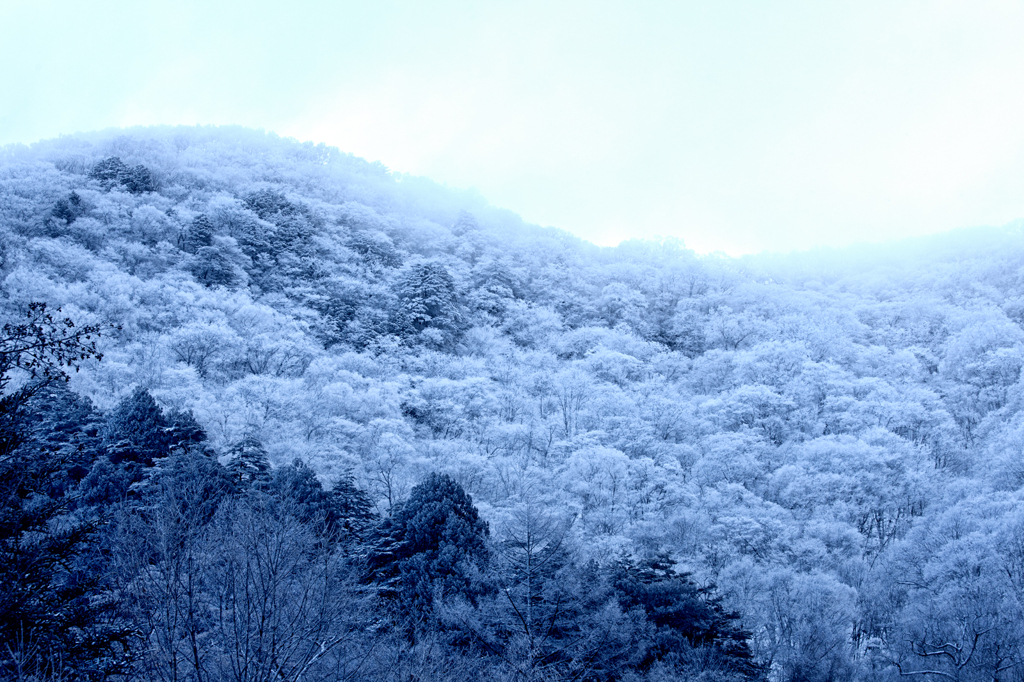 霧氷