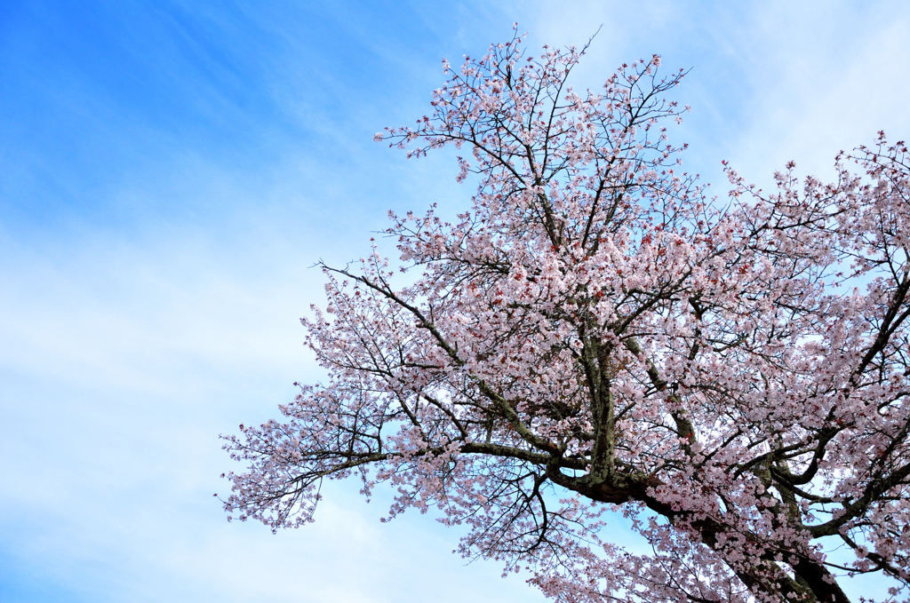 春の空