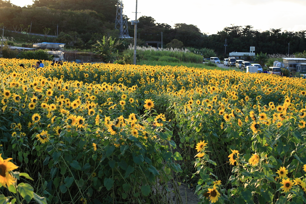 ひまわり畑