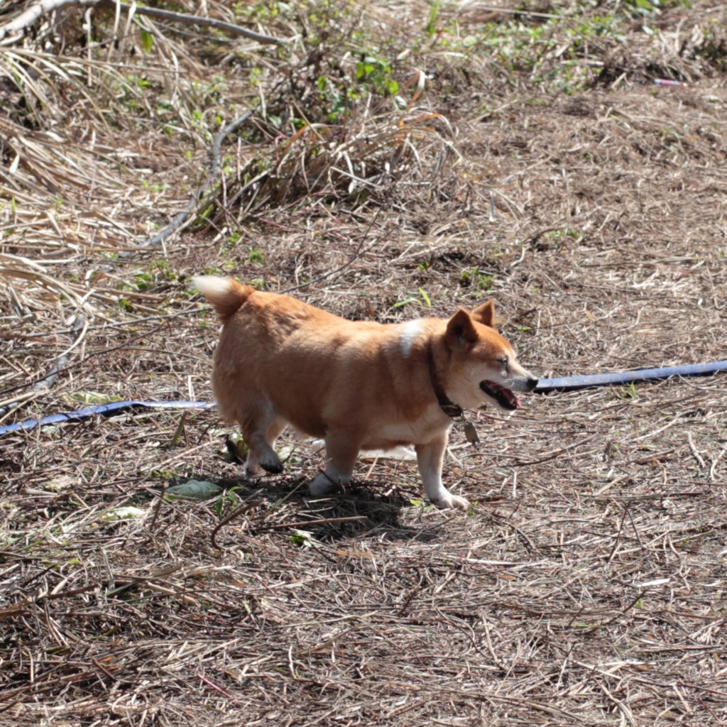 メタボ犬