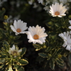 052