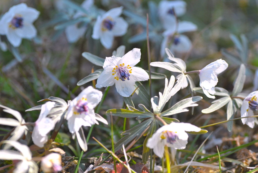 写真は撮っても花盗るな！