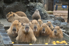 はぁぁ～ビバノンノ♪