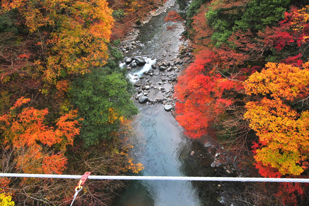 眼下の紅葉