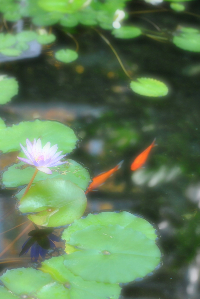 紅葉狩り　番外～常夏～