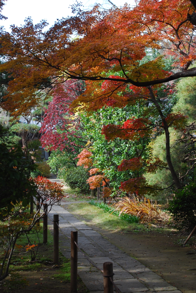 紅葉狩り　in 川越