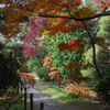 紅葉狩り　in 川越