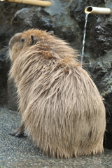 うたせ湯