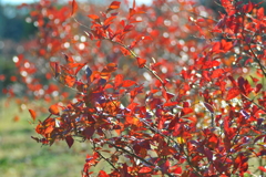 ブルーベリー畑の紅葉