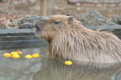 ゆず湯