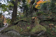 樹齢400年