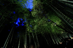 月夜の竹林