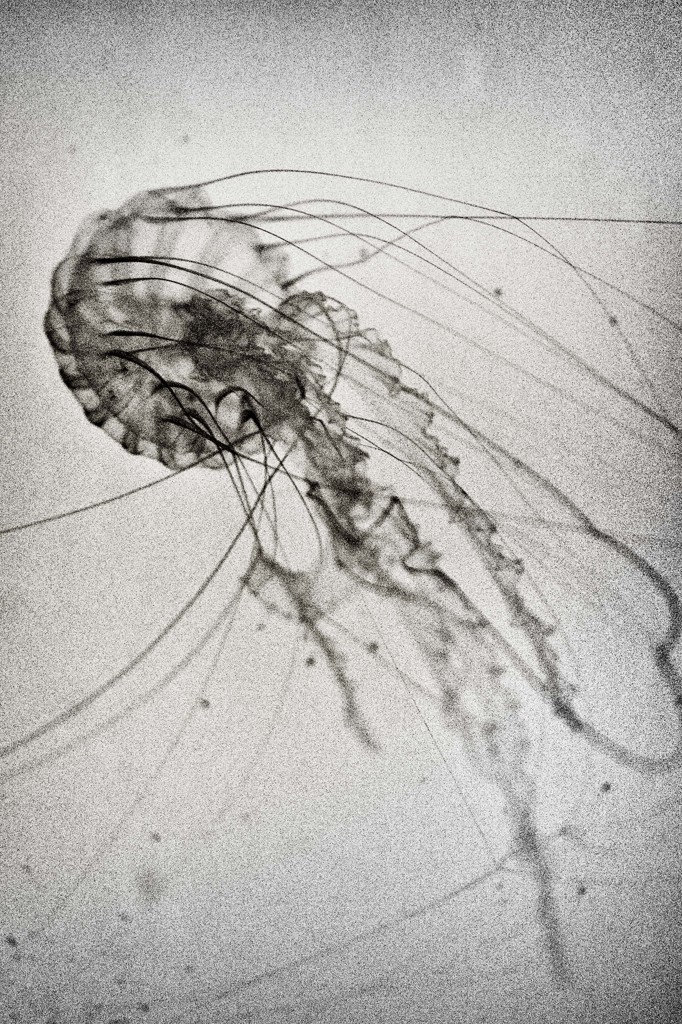 Jellydance