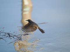 水辺でなにかしてる鳥