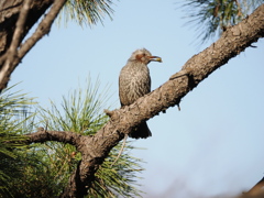 なにかをくわえてる鳥