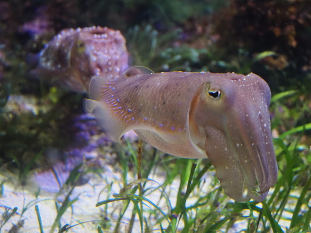 美ら海水族館のイカ