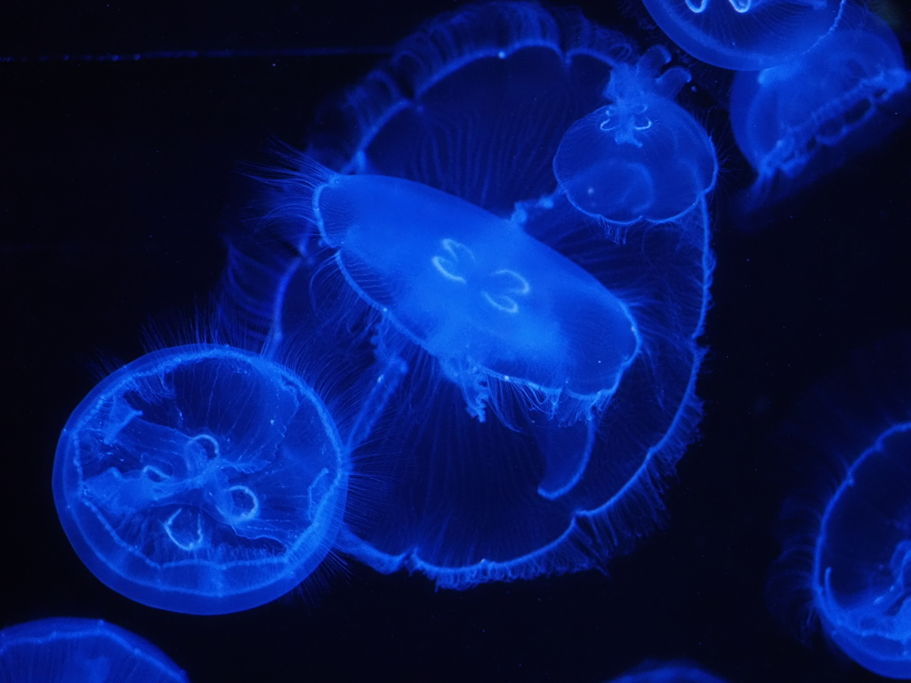 美ら海水族館野のクラゲ