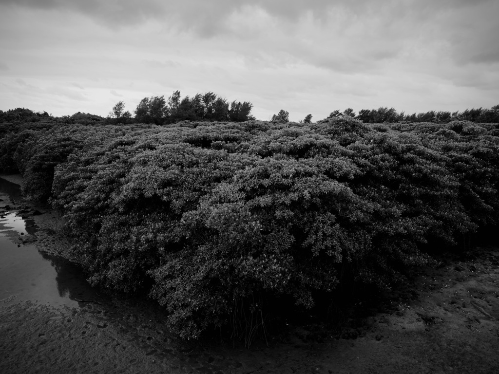 Rooted in the sea and mountains