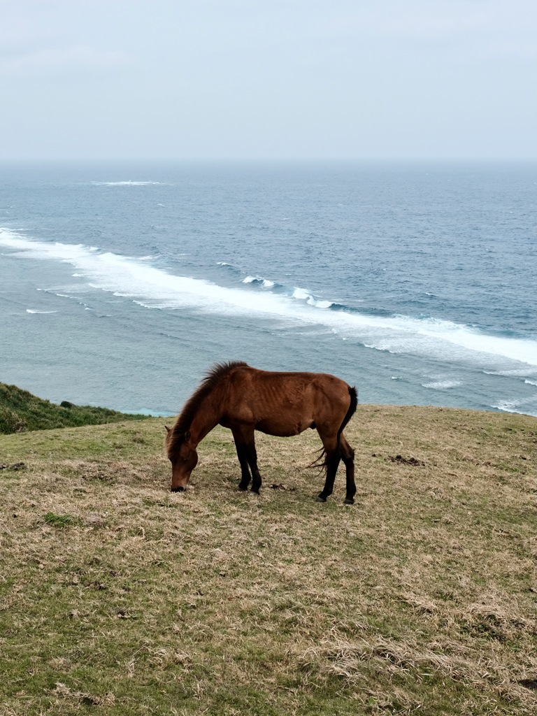 Grazing on the tide
