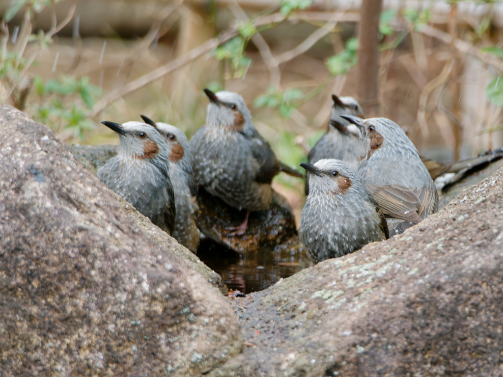 ヒヨドリたちの集会