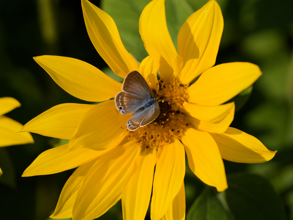 冬の向日葵と蝶