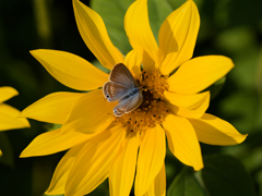 冬の向日葵と蝶