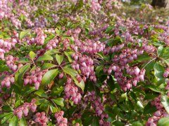 ベニバナアセビ