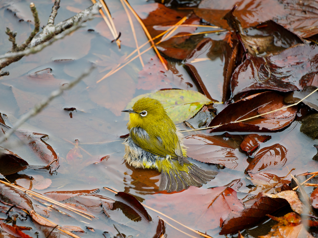 水浴びをするメジロ
