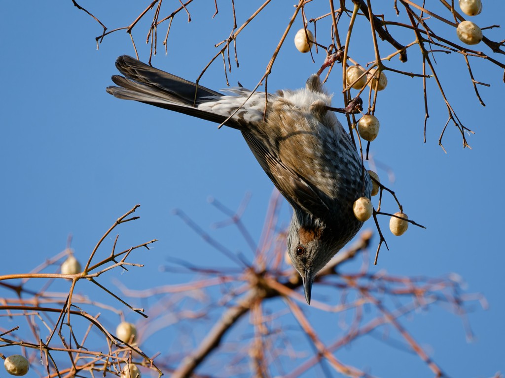 逆さまヒヨドリ