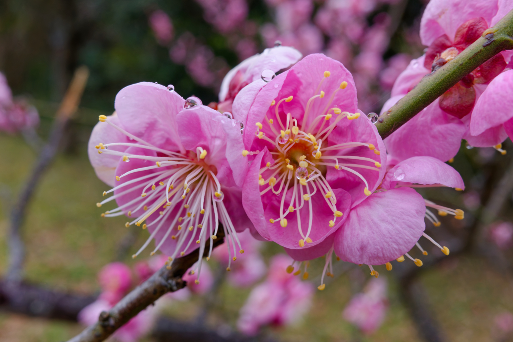 雪に濡れる春告草