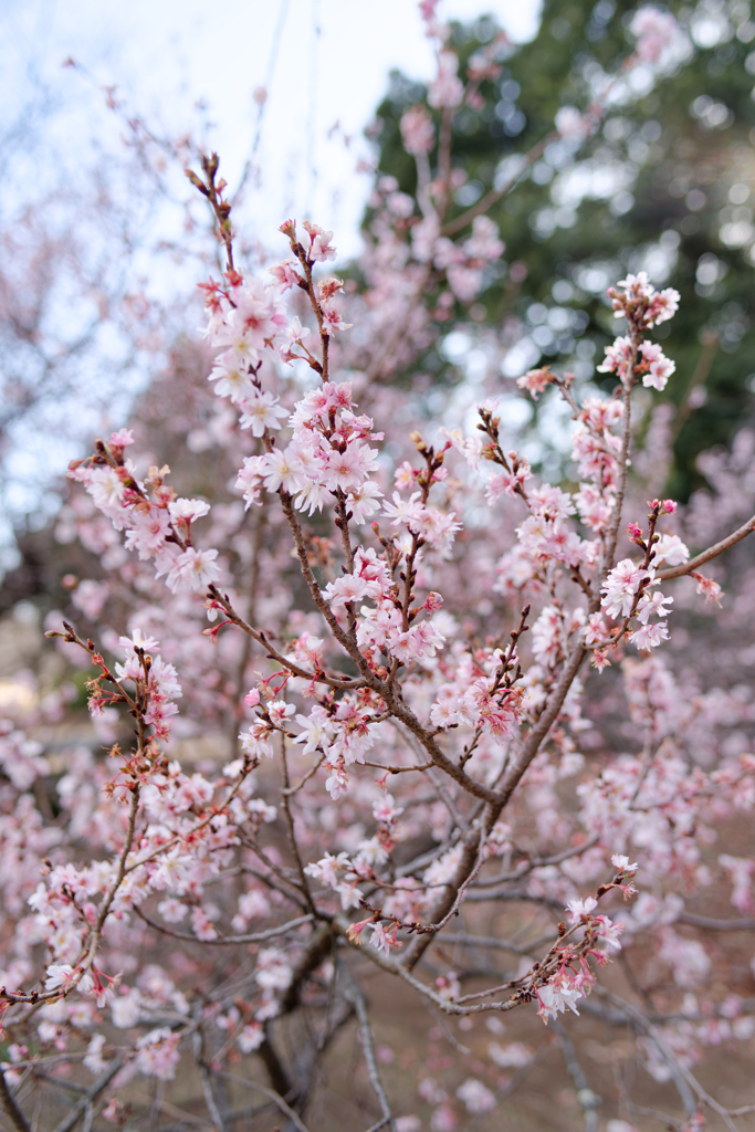 これは早咲きか、遅咲きか