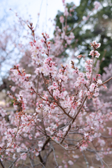 これは早咲きか、遅咲きか