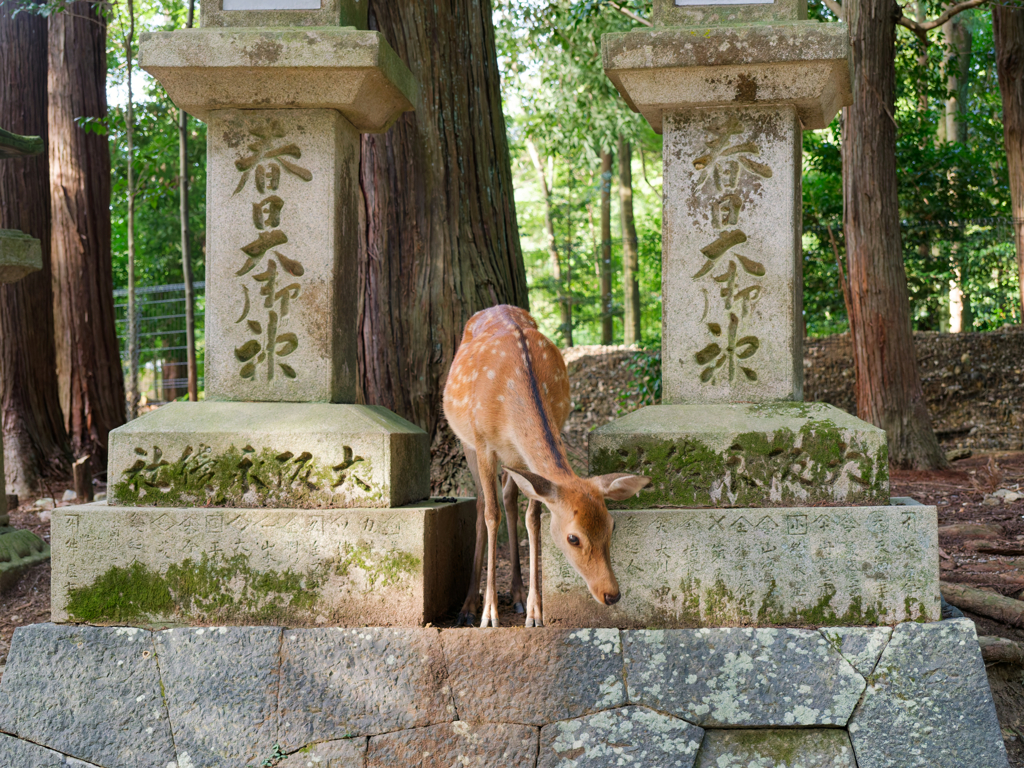 参拝客にお辞儀する鹿