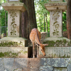参拝客にお辞儀する鹿