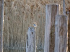大きな止まり木と小さなハクセキレイ