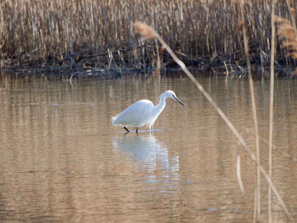 池を歩くコサギ