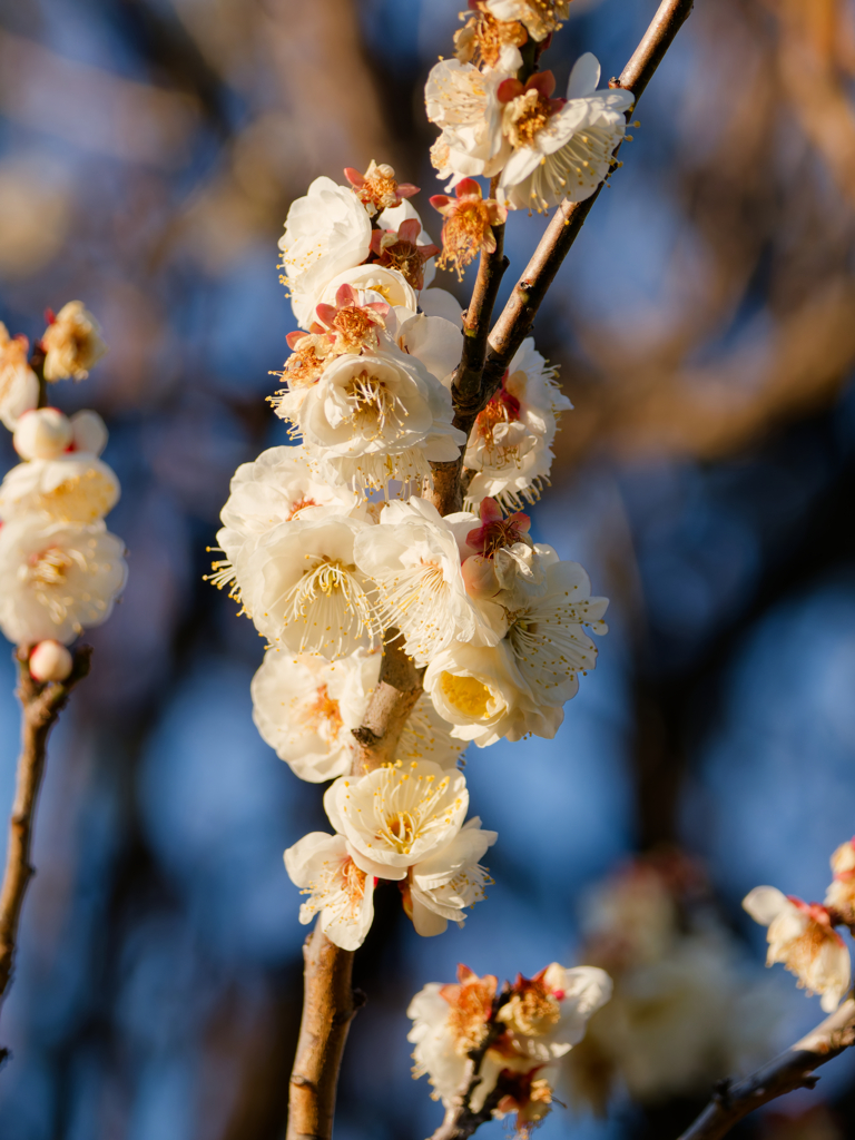 夕陽に照らされる白梅