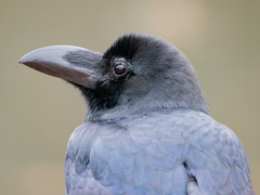 都会のカラスもかわいいもんだ