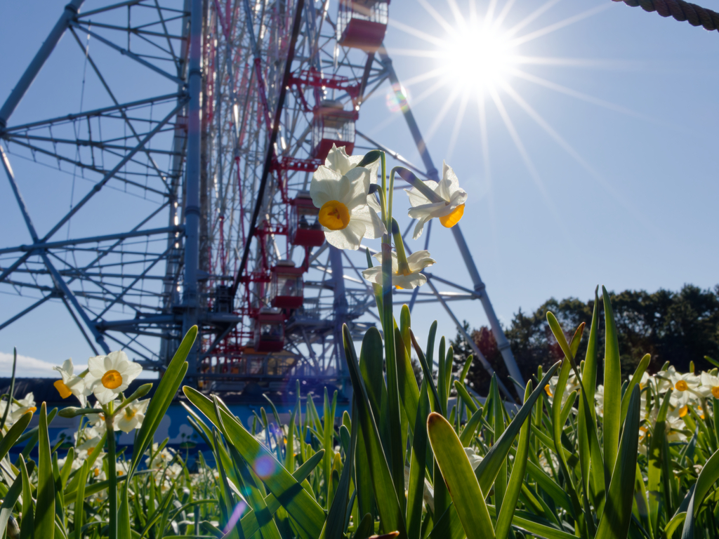観覧車の下の水仙
