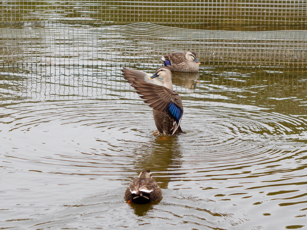 立ち上がるカルガモ