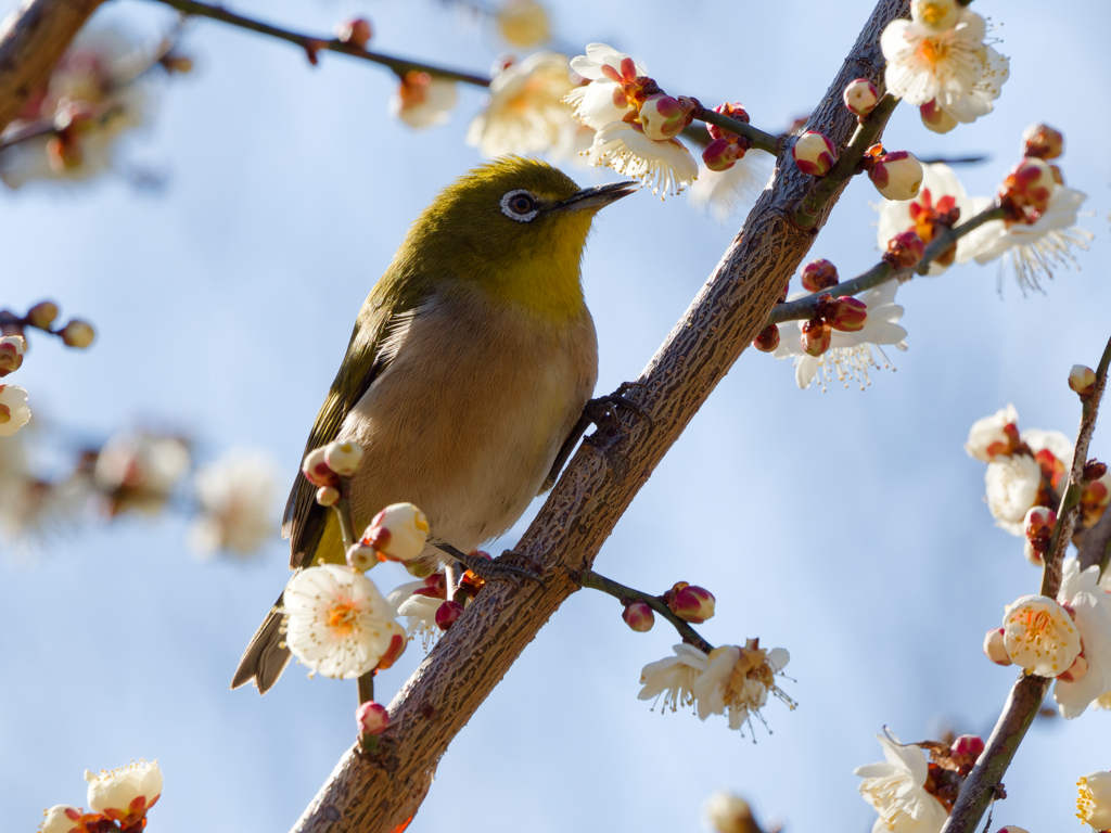 お食事中のメジロさん