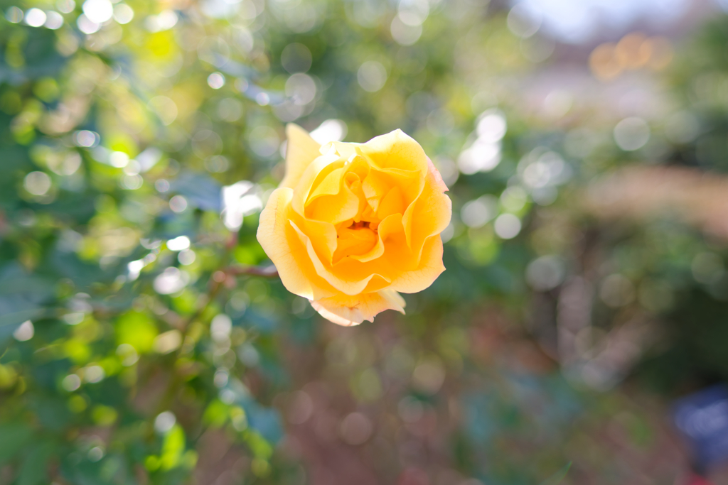 黄色のバラ