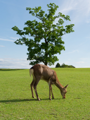 飛火野の鹿