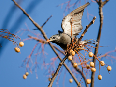 翼を広げるムクドリ