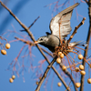 翼を広げるムクドリ
