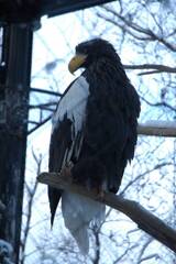 旭山動物園えぞ動物舎